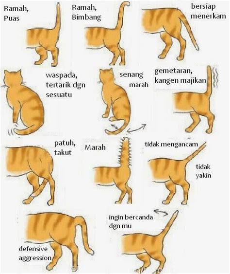 Sukses Beternak Kucing Ras Sumatera Barat Mengenal Bahasa Tubuh Kucing