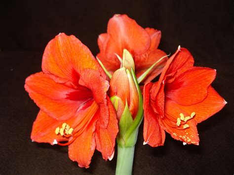 Free Photo Amaryllis Red Flower Red Flower Free Image On Pixabay