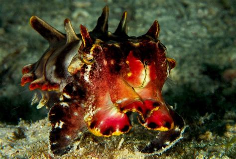 Flamboyant Cuttlefish and Blue-Ringed Octopus Facts - Owlcation