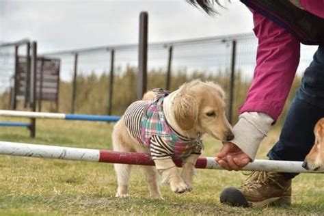 Service Dog Training Near Me Prices | Every Day Interests