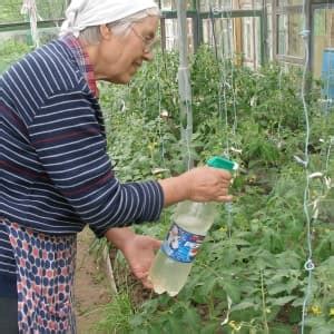 Кальциевая селитра для помидор от вершинной гнили: инструкция по ...