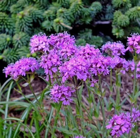 Lychnis alpina – Botanically Inclined – Seed Adventures