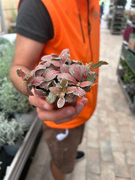 Fittonia 'Grey sensation' - vaso Ø8.5 cm