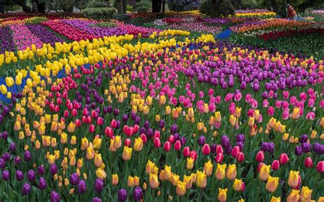 Love Spring Flowers Visit These 7 Gardens Around The World To Catch