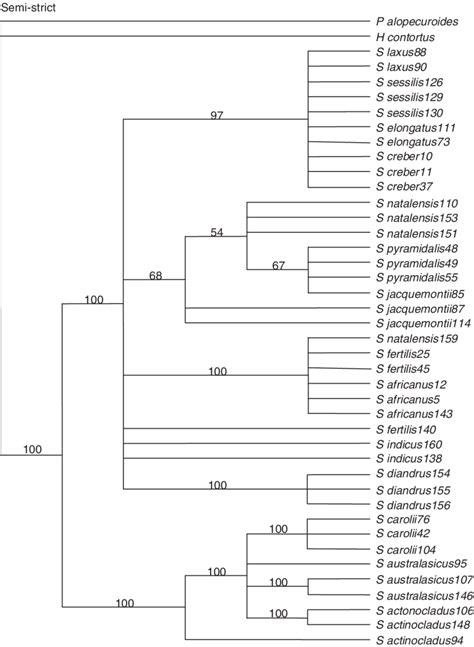 Semi Strict Consensus Tree Of 100 Maximally Parsimonious Trees