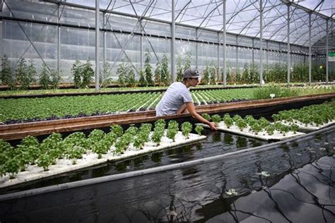 Aquaponics Description History System Benefits Examples And Facts