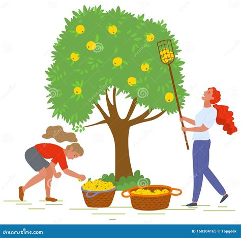 Fruit Picker Illustration Cartoon Vector 2003069