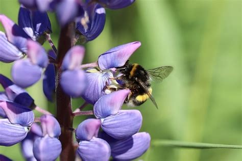 Tout Savoir Sur Le Lupin Lupinus Gazondirect Fr