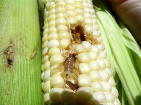 Ecb Larva In Corn Sweet Corn Pheromone Trap Network Report