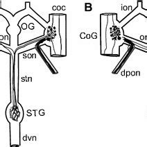 Schematic Representation Of The Homarus Americanus Stomatogastric