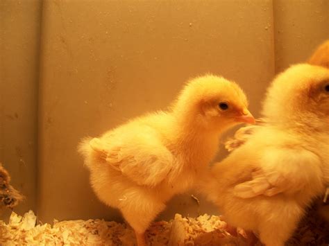 CJA Agriculture: New Baby Chickens