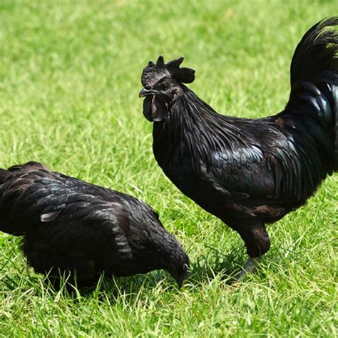 Kadaknath Hen Jhabua Kadaknath