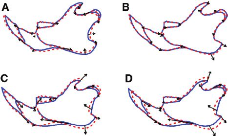Effect Of Sex Species And Size On Shape Based On The Multivariate