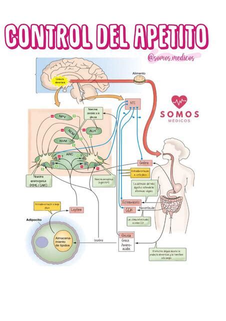 Control del Apetito Fanpage Somos Médicos uDocz