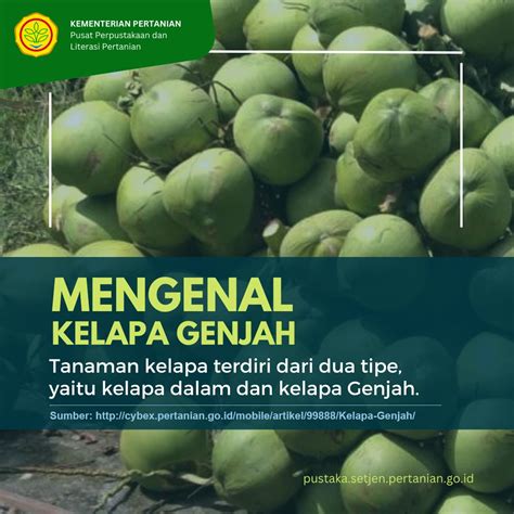 Info Teknologi Mengenal Kelapa Genjah