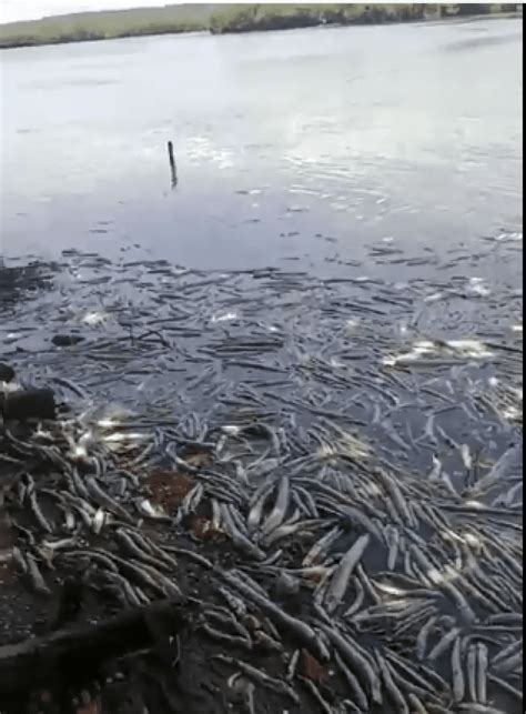 Peixes Aparecem Mortos Em Lagoa Que Mina De Sal Da Braskem Se Rompeu Em