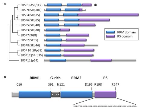 Figure 1 From The Splicing Factor SRSF1 As A Marker For Endothelial