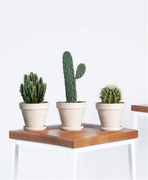 Best Small Cactus Species For Your Indoors