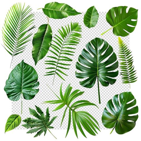 Premium PSD Monstera Deliciosa Leaf Isolated On Transparent Background