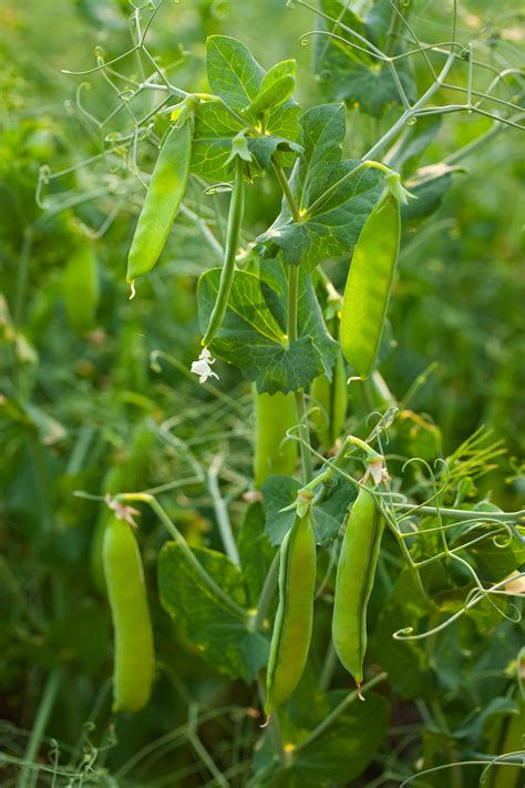 Field Pea Production — Publications