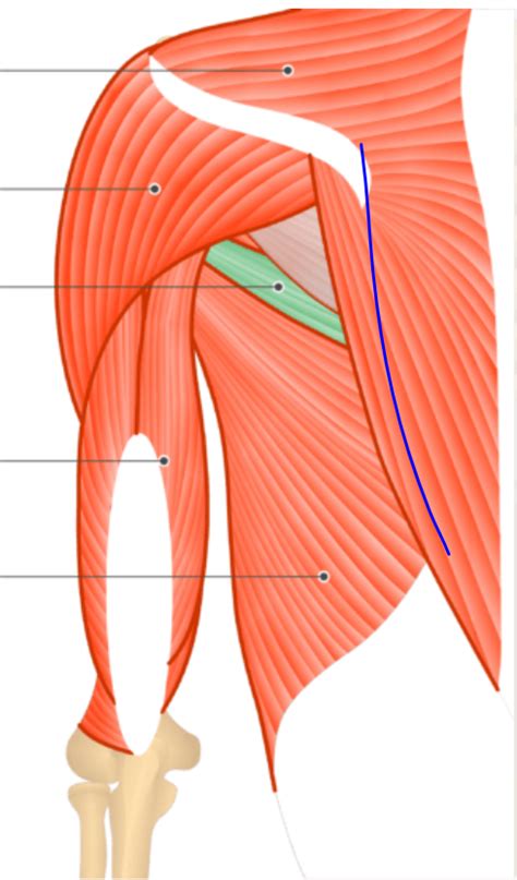 Muscles Of Pectoral Girdle Arm Back 1 Diagram Quizlet