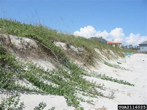 Beach Vitex Vitex Rotundifolia