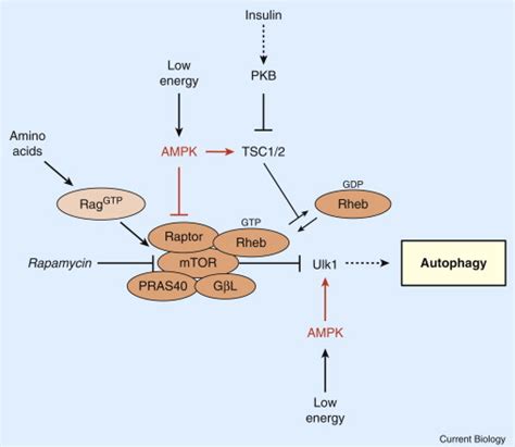 Autophagy Regulation By Energy Sensing Current Biology