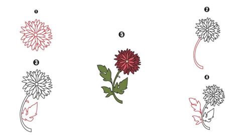 Chrysanthemum Drawing - A Step By Step Guide - Cool Drawing Idea