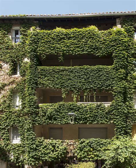 Piante Rampicanti Nomi Fiori E Tanta Ispirazione Per Abbellire Il