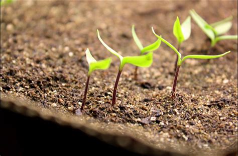 Tomato Seeds Germination