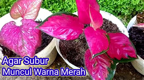 Cara Merawat Aglaonema Agar Tumbuh Subur Youtube