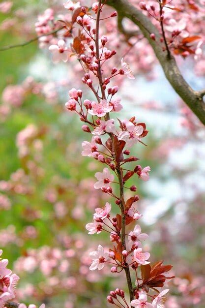 Árvore Florescendo Com Flores Cor De Rosa No Sol Da Manhã Fundo De