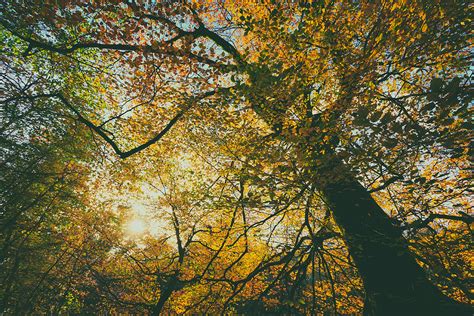 Burning Leaves II Sun Bursting Through An Autumnal Canopy Flickr