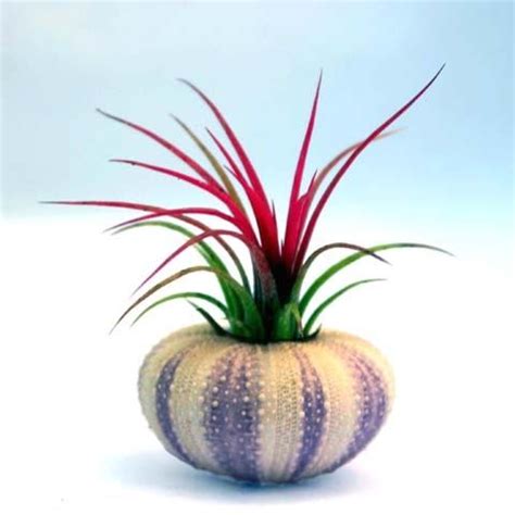 Display Ideas Sea Urchins Vase For Air Plants Purple Sea Urchin Sea