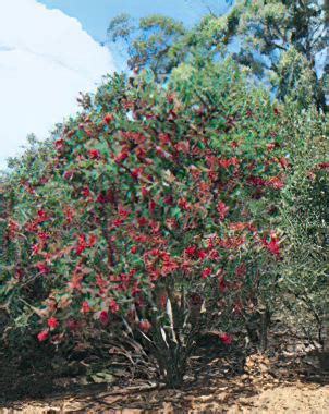 Callistemon viminalis - Botanica Nurseries