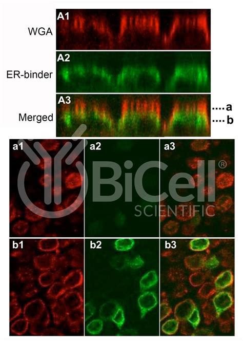 Wheat Germ Agglutinin Wga Fluorophore Conjugate Bicell Scientific®