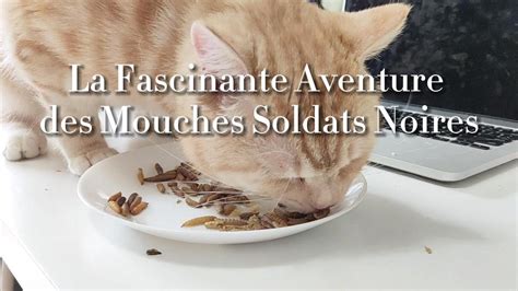 La Fascinante Aventure Des Mouches Soldats Noires Youtube