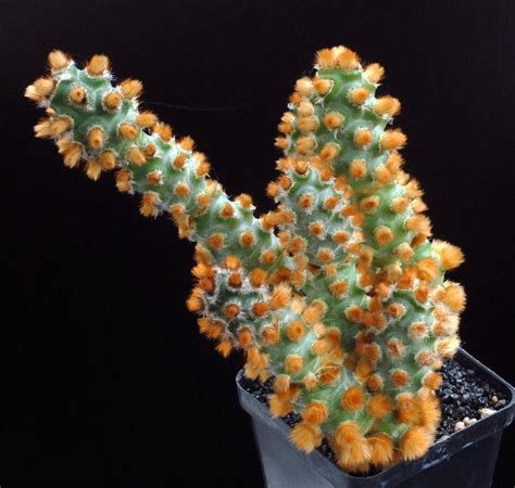 Тефрокактус (Tephrocactus) виды, фото