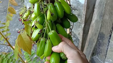 Cara Enak Makan Belimbing Wuluh Sangat Segar Belimbing Starfruit