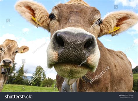 5,861 Brown swiss cows Images, Stock Photos & Vectors | Shutterstock