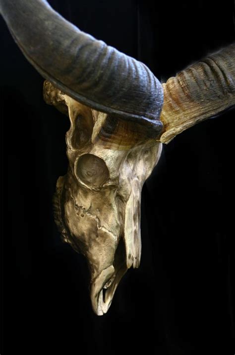 African bronze sculpture Kudu Skull Jocelyn Russell African wildlife ...