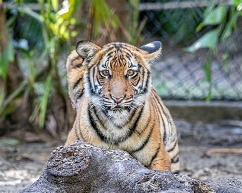 100+ Free Tiger Cub & Tiger Images - Pixabay