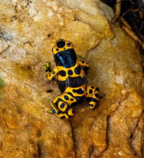 Yellow Banded Poison Dart Frog Or Yellow Headed Poison Dart Frog