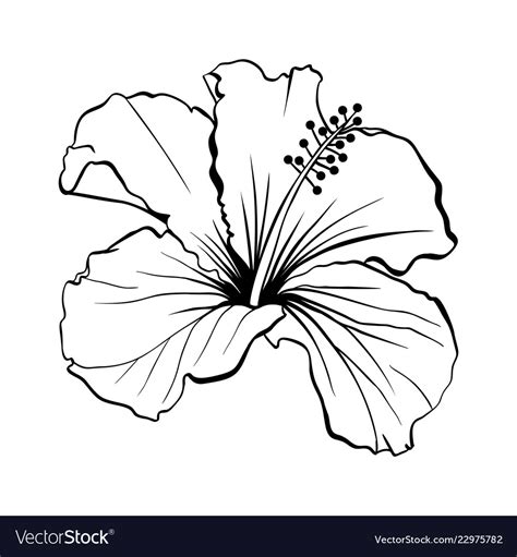 Hawaiian Hibiscus Outline Laser Cut Royalty Free Vector