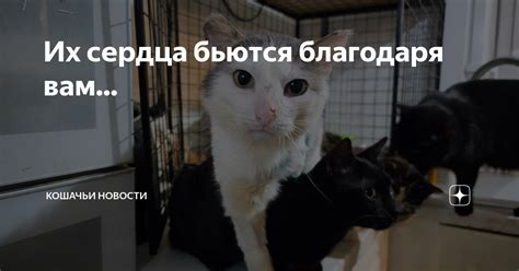 Их сердца бьются благодаря вам... | КОШАЧЬИ НОВОСТИ | Дзен