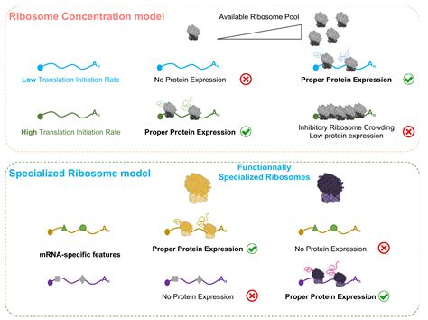 Ribosome Synthesis