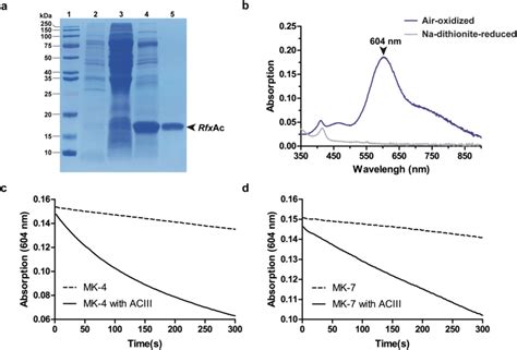 Extraction Purification And Enzymatic Activity Of Rfxac A Extraction