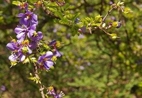 Guaiacum Coulteri Alchetron The Free Social Encyclopedia