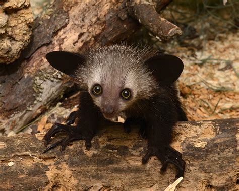 Aye-Aye | Duke Lemur Center