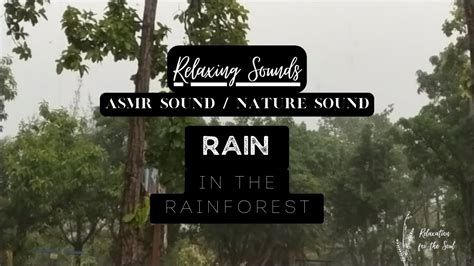 Relaxing Sound Nature Sound Asmr Sound Rain In The Rainforest Youtube